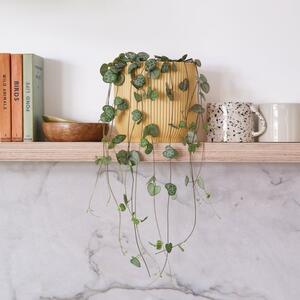 String Of Hearts House Plant in Elho Pot