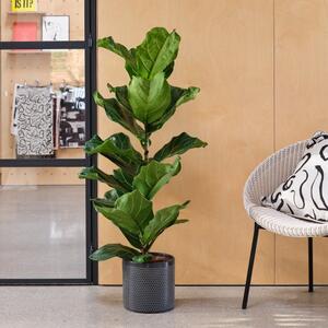 Fiddle Leaf Fig House Plant in Capri Pot