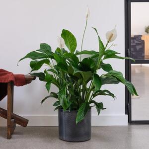 Peace Lily House Plant in Capri Pot