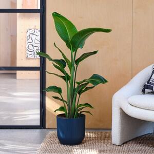 Bird Of Paradise House Plant in Elho Pot