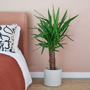 Yucca House Plant in Capri Pot