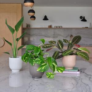 Bestseller Potted House Plant Bundle