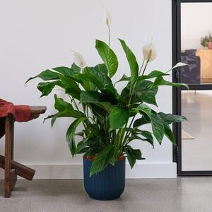 Peace Lily House Plant in Elho Pot