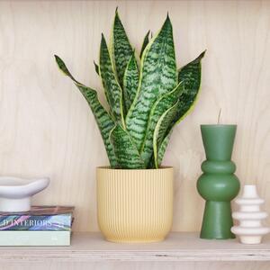 Snake House Plant in Elho Pot