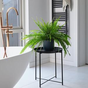 Boston Fern House Plant in Elho Pot