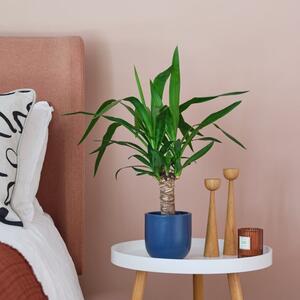 Yucca House Plant in Earthenware Pot