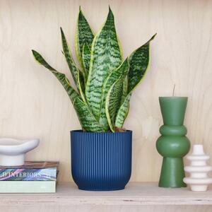 Snake House Plant in Elho Pot