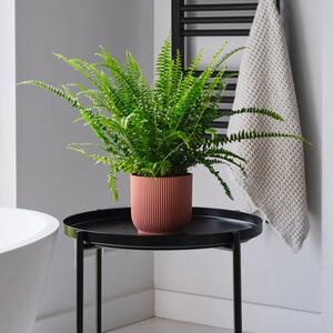 Boston Fern House Plant in Elho Pot