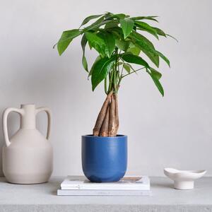 Money Tree House Plant in Earthenware Pot