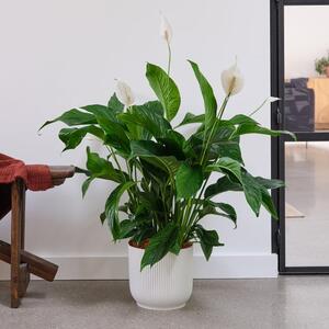 Peace Lily House Plant in Elho Pot