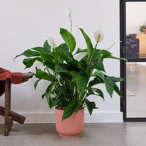 Peace Lily House Plant in Elho Pot