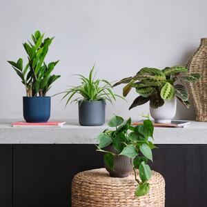 Shade Potted House Plant Bundle