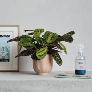 Prayer Potted House Plant and Plant Mister Bundle