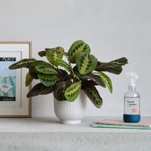 Prayer Potted House Plant and Plant Mister Bundle