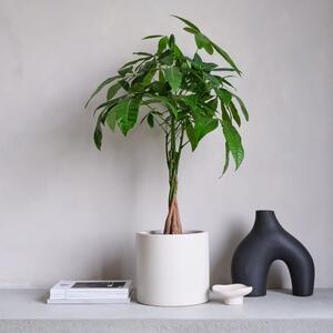 Money Tree House Plant in Earthenware Pot