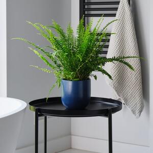 Boston Fern House Plant in Earthenware Pot