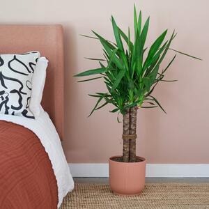 Yucca House Plant in Elho Pot