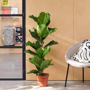 Fiddle Leaf Fig House Plant