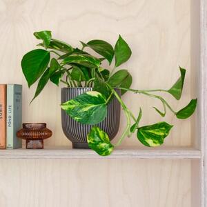 Devil's Ivy House Plant in Ribbed Pot