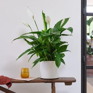 Peace Lily House Plant in Capri Pot