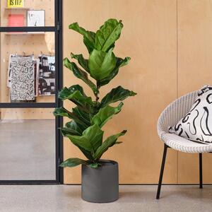 Fiddle Leaf Fig House Plant in Earthenware Pot