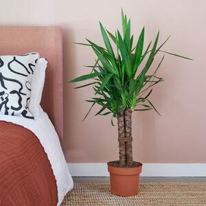 Yucca House Plant