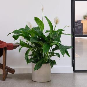 Peace Lily House Plant in Capri Pot