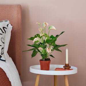 Peach Anthurium House Plant