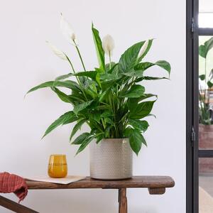 Peace Lily House Plant in Capri Pot