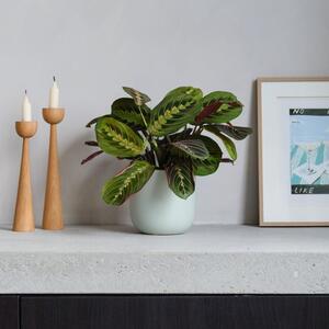 Prayer House Plant in Earthenware Pot