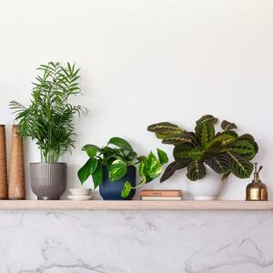 Shelfie Potted House Plant Bundle