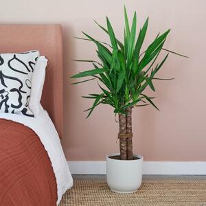 Yucca House Plant in Elho Pot