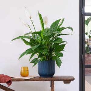 Peace Lily House Plant in Elho Pot