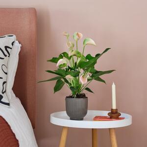 Peach Anthurium House Plant in Ribbed Pot