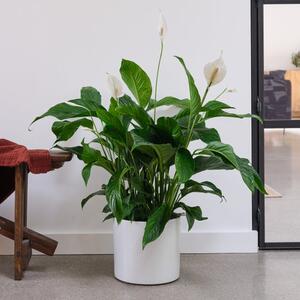 Peace Lily House Plant in Capri Pot