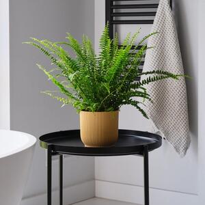 Boston Fern House Plant in Elho Pot