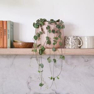 String Of Hearts House Plant in Earthenware Pot