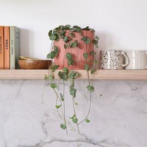 String Of Hearts House Plant in Elho Pot