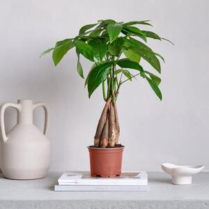 Money Tree House Plant