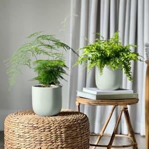 Asparagus & Boston Fern Potted House Plant Bundle