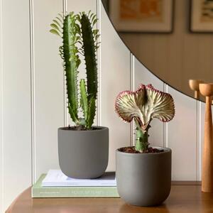 Cacti Potted House Plant Bundle