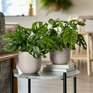 Swiss Cheese Obliqua Potted House Plant Bundle