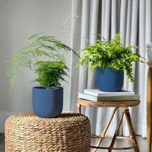 Asparagus & Boston Fern Potted House Plant Bundle