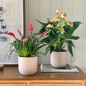 Flowering Potted House Plant Bundle