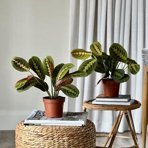 Prayer Plant House Plant Bundle