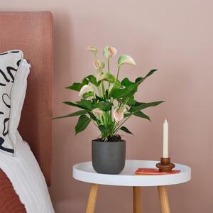 Peach Anthurium House Plant in Earthenware Pot