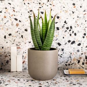 Artificial Aloe Vera Plant
