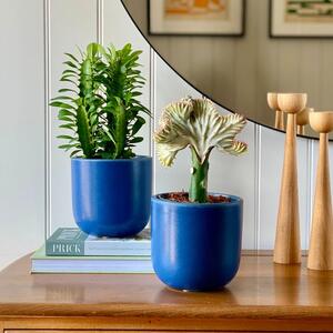 Cacti Potted House Plant Bundle