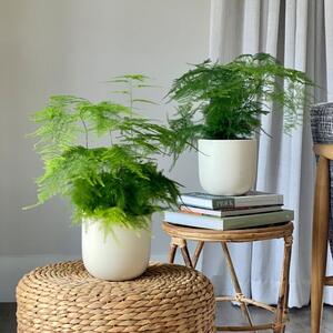 Asparagus Fern Potted House Plant Bundle