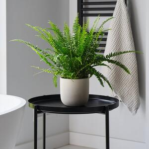 Boston Fern House Plant in Earthenware Pot